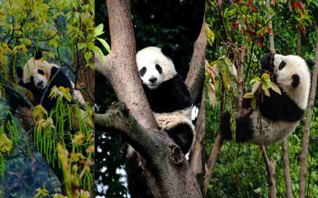 El oso panda no siempre fue chino