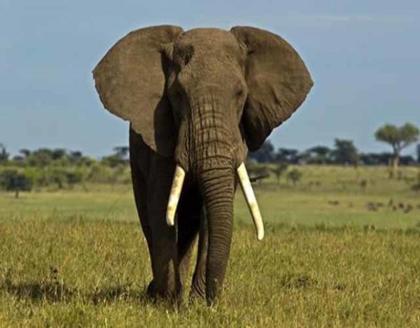 5 Diferencias entre elefante asiático y africano