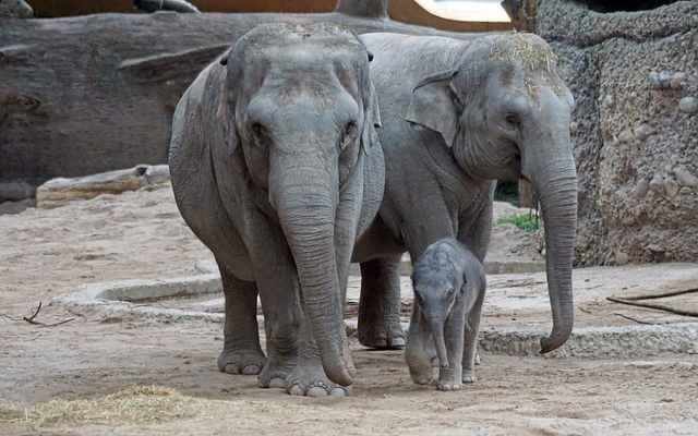 5 Diferencias entre elefante asiático y africano