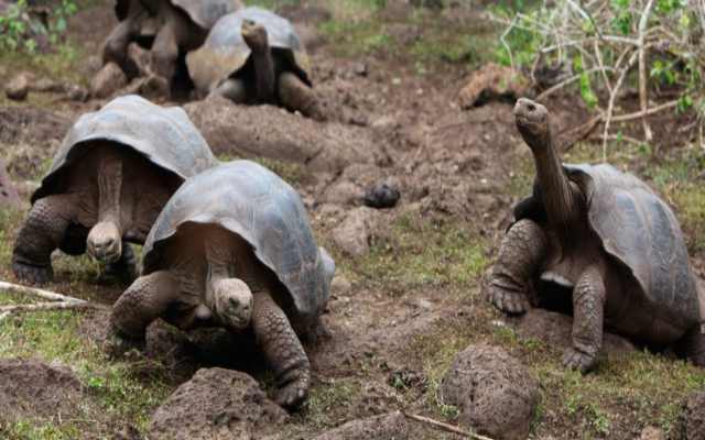 7 curiosidades de las tortugas galápago