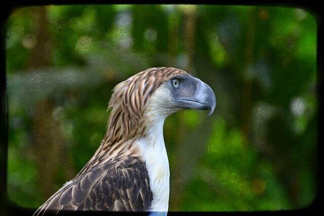 águila filipina