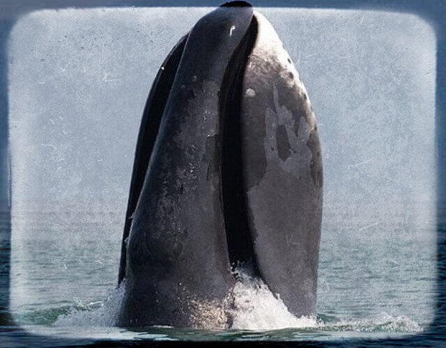 ballena boreal