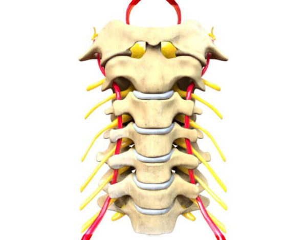¿Cuáles son los nervios espinales?