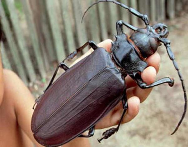Escarabajo titán, el más grande del mundo