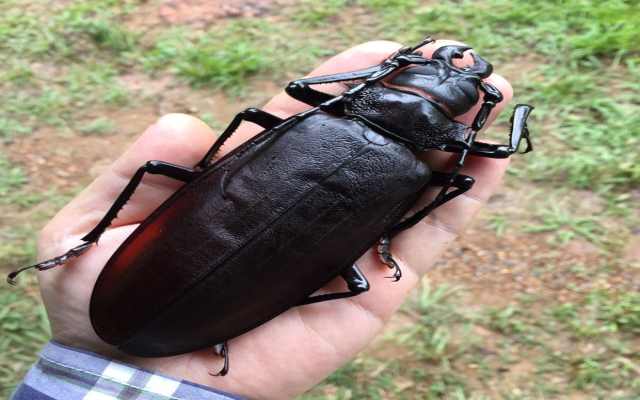 Escarabajo titán, el más grande del mundo