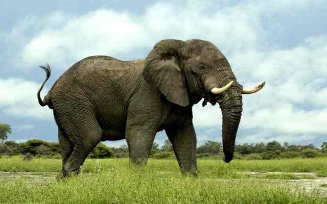 Los 5 mamíferos más grandes del mundo