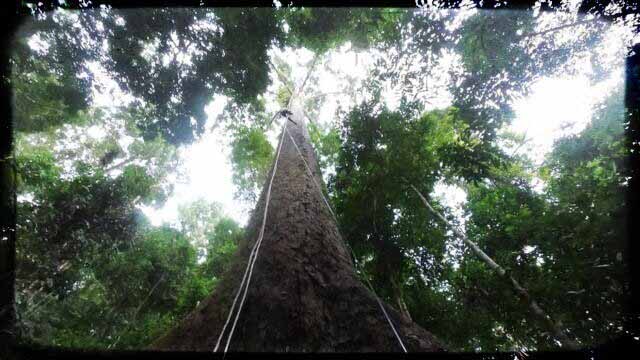 árbol tropical más alto del mundo
