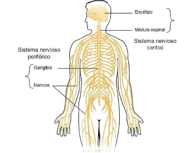 nervios espinales
