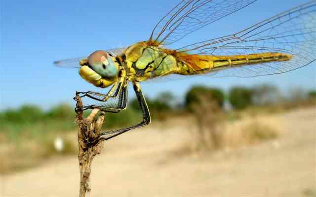 10 curiosidades de las libélulas