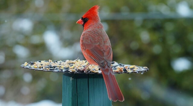 pájaro cardenal