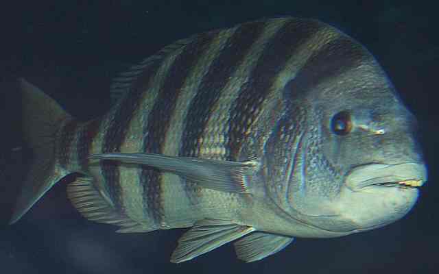 El curioso pez Sargo
