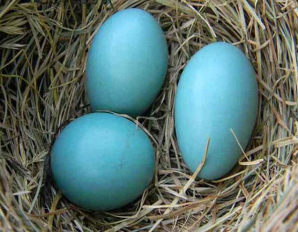 El misterio de la gallina de huevos azule