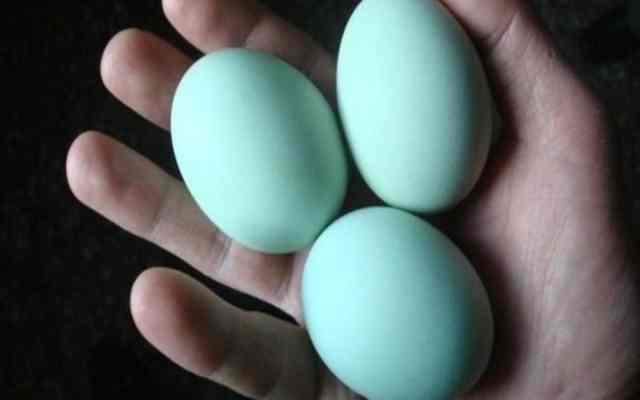 El misterio de la gallina de huevos azule