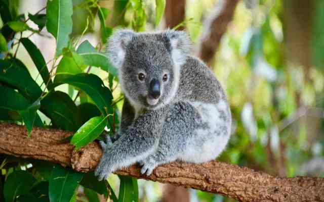 Koala Características, Qué come, Dónde vive y Crías