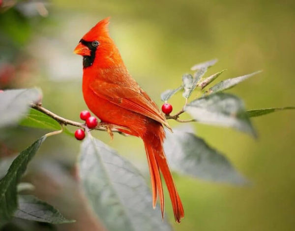 pájaro cardenal
