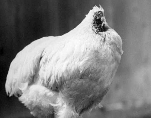 Cuánto Puede Vivir Un Pollo Sin Cabeza 8224