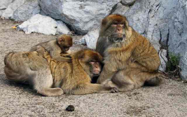 Por qué hay monos en Gibraltar