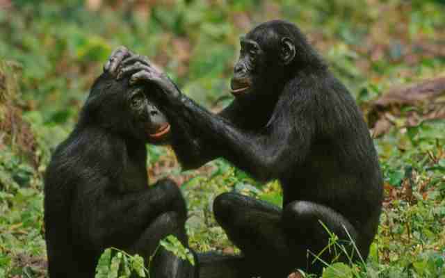 Bonobo, el simio más promiscuo y parecido al hombre