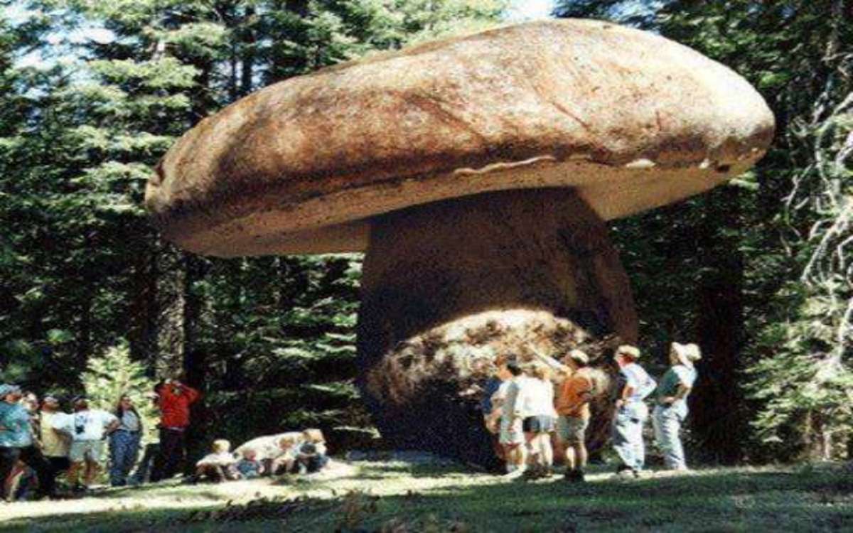 Самые тяжелые организмы. Самый большой гриб в мире Орегон. Орегонский гриб-монстр. Гигантский опенок в США. Самый большой гриб в мире в национальном парке Малер.