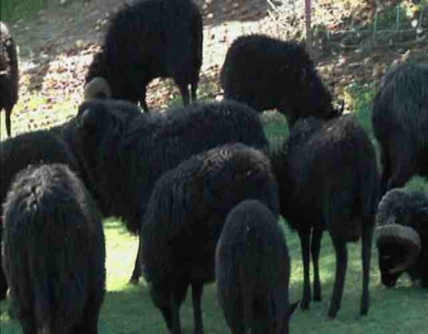Por qué hay pocas ovejas negras