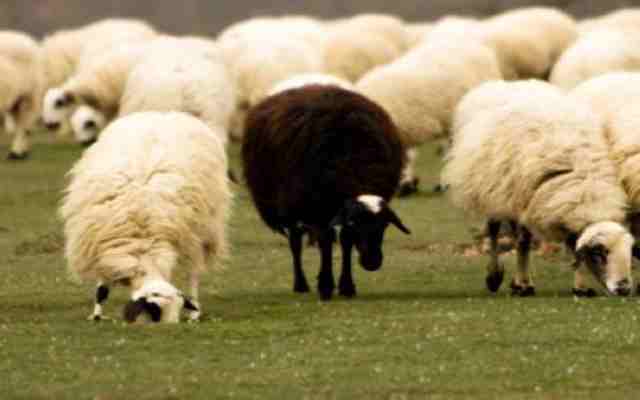 Por qué hay pocas ovejas negras