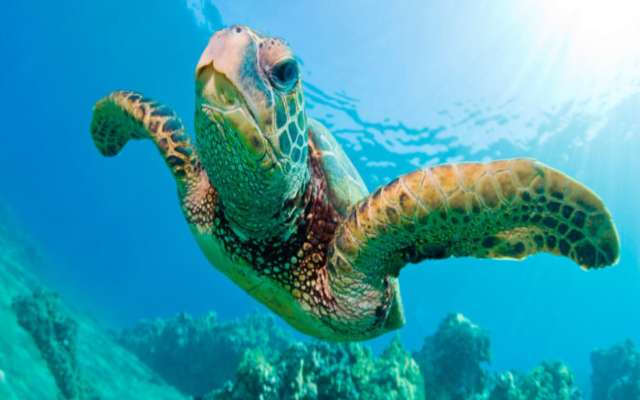 7 curiosidades sobre las tortugas marinas