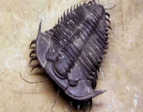 Por qué se extinguieron los trilobites