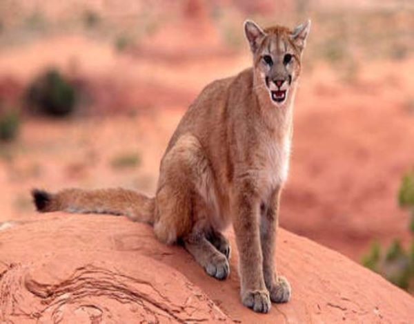 Puma, curiosidades y características del animal salvaje