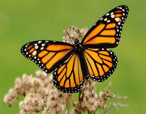 10 cosas que no sabías de la mariposa Monarca
