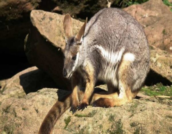 10 curiosidades sobre los marsupiales australianos
