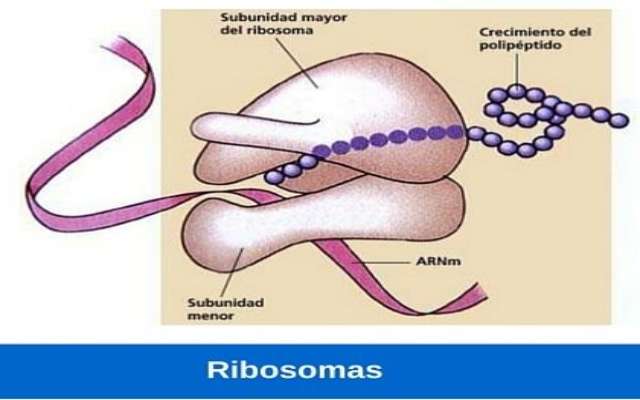Cuál es la función de los ribosomas