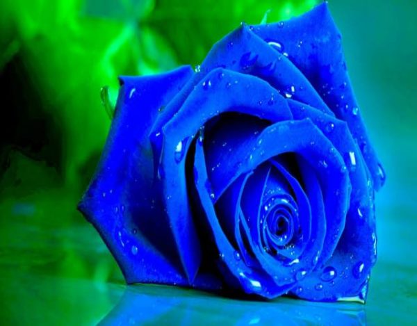 Rosales azules