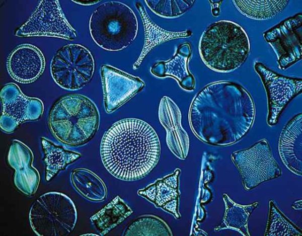 Qué son las algas diatomeas