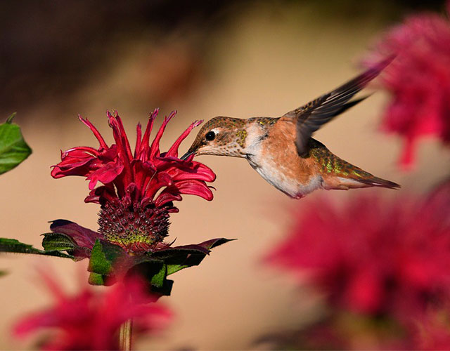 colibrí