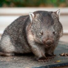 8 curiosidades de los wombats