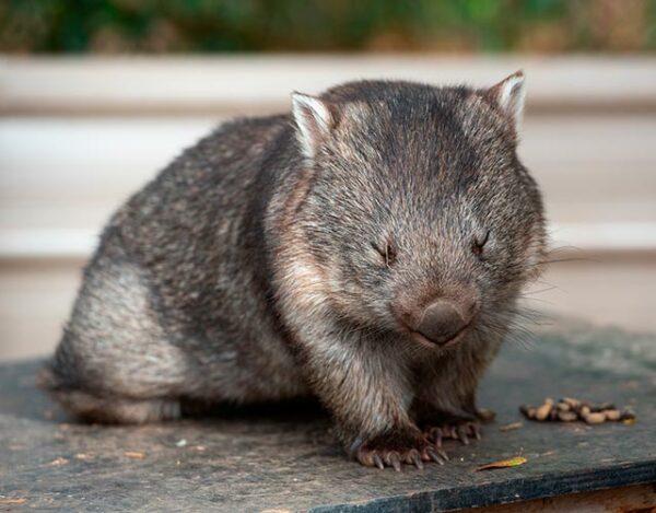 8 curiosidades de los wombats