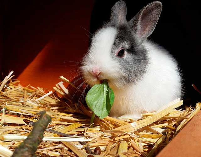 Curiosidades sobre los conejos