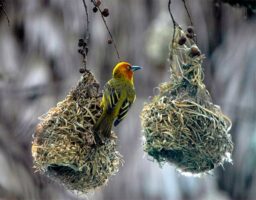 Los 5 nidos más alucinantes del reino animal